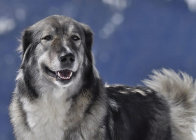 罗马尼亚喀尔巴阡山脉牧羊犬